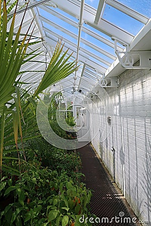 Interior of a large Victorian greenhouse. Stock Photo