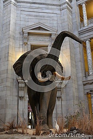 The National Natural History Museum Editorial Stock Photo