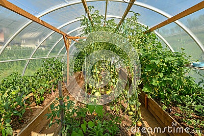 Interior of a greenhouse full of vegetables Stock Photo