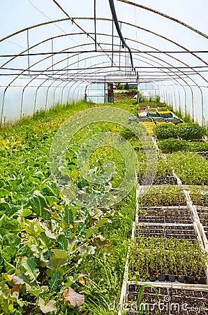 Interior of an old greenhouse with organic vegetables cultivation Stock Photo