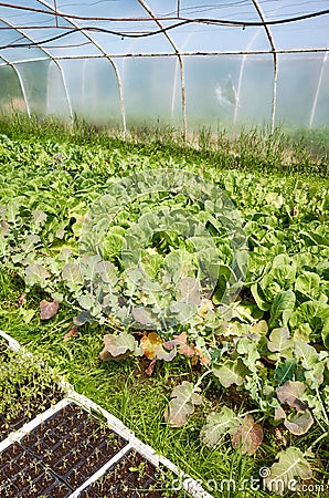 Interior of an old greenhouse with organic vegetables cultivation Stock Photo