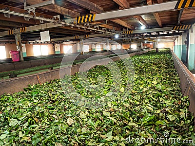 Interior of old tea factory. Green tea leaves drying and fermenting Stock Photo