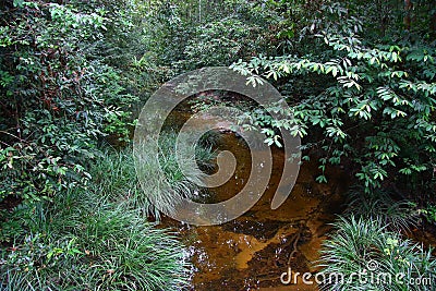 Interior of primary rain forest with stream in Kubah National Park, Sarawak, Borneo, Malaysia Stock Photo