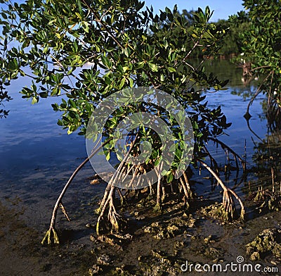 Interior of a Red Mangrove habitat in Florida Stock Photo