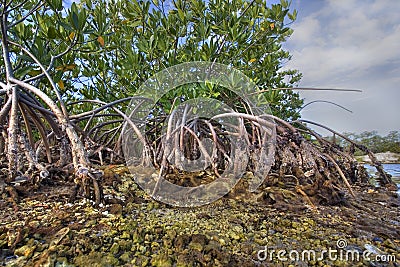 Interior of a Red Mangrove habitat in Florida Stock Photo