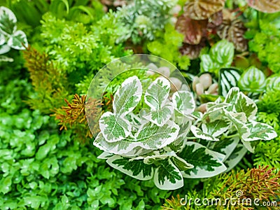 Interior wall decoration, Artificial vertical green garden of tropical rain forest in monotone Stock Photo