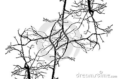 Interlacing of branches Stock Photo