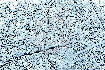 Interlacing branches covered with snow in the background Stock Photo