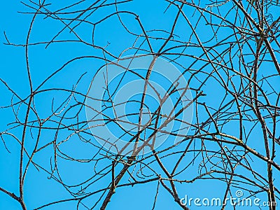 Interlacing branches without leaves on blue background Stock Photo