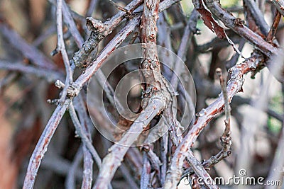 Interlacing branches of lemongrass without leaves Stock Photo