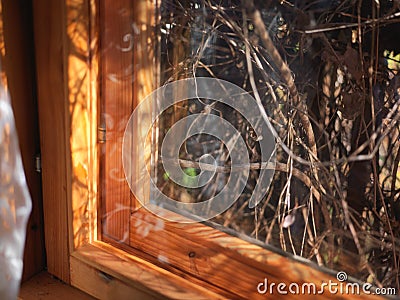 Interlacing plants behind window Stock Photo