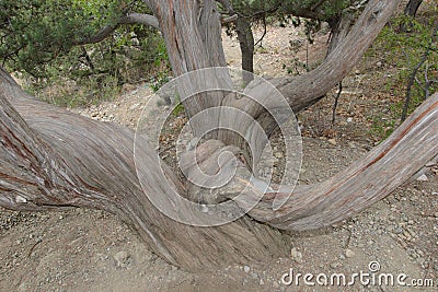 Interlacing trunks tree in the park Stock Photo