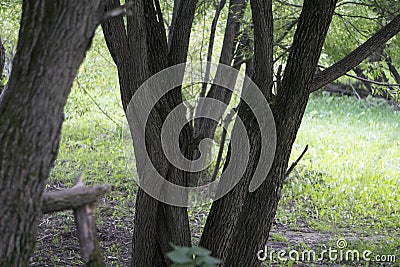 Interlacing trunks of willow. Autumn in the park. Stock Photo