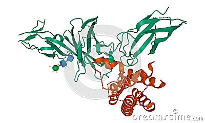 Structure of human interleukin-12 heterodimer Stock Photo