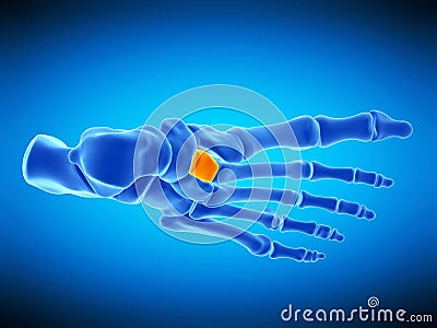 The intermediate cuneiform bone Cartoon Illustration