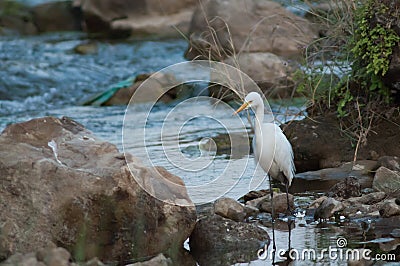 Intermediate egret Ardea intermedia in the Hiran river. Stock Photo