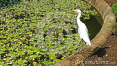 The intermediate egret on pondside in Sri Lanka Stock Photo