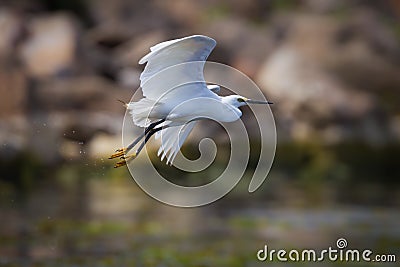 Intermediate Egret (Mesophoyx intermedia) Stock Photo