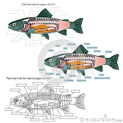 The internal anatomy of the fish Vector Illustration