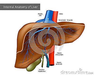 Internal Anatomy of Liver. Medical Illustration Vector Illustration