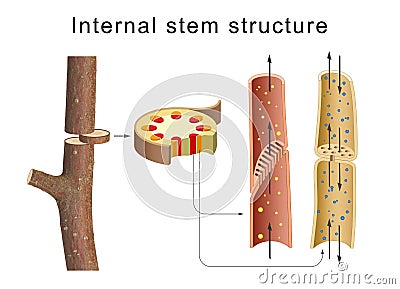 Internal anatomy of the tree stem Stock Photo