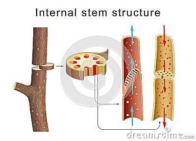 Internal anatomy of the tree stem Stock Photo