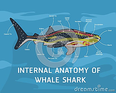 INTERNAL ANATOMY OF WHALE SHARK Vector Illustration