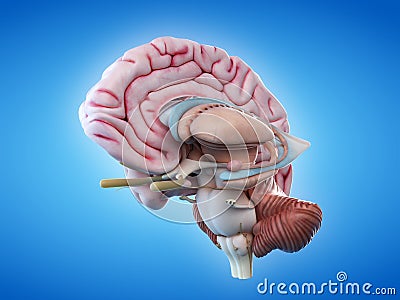 The internal brain anatomy Cartoon Illustration