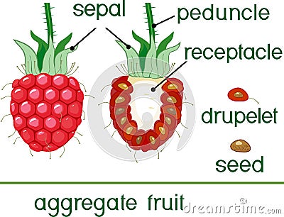 Internal and external structure of raspberry aggregate fruit Stock Photo