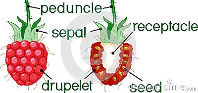Internal and external structure of raspberry aggregate fruit Stock Photo