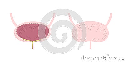 Internal and external view of urinary bladder. Medical chart of excretory system organ anatomy. Vector Illustration