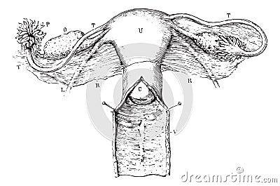 Internal genitalia of women, vintage engraving Vector Illustration