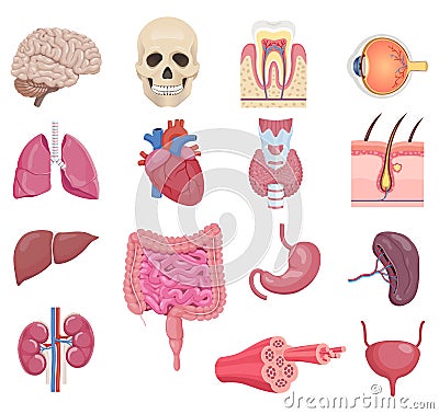 Internal human anatomy organ icon set. Vector illustrations Vector Illustration