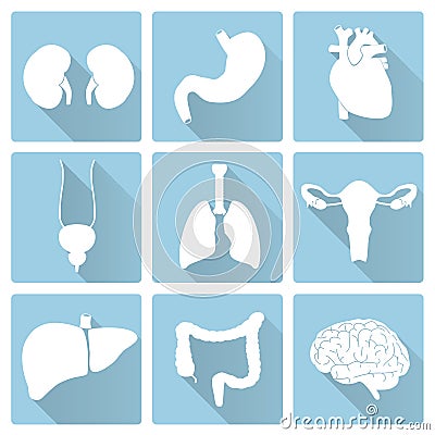 Internal human body organs flat blue and white icon Vector Illustration