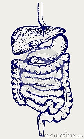 Internal human digestive system Vector Illustration