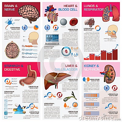 Internal Human Organ Health And Medical Chart Diagram Infographic Vector Illustration