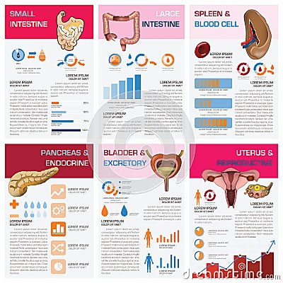 Internal Human Organ Health And Medical Chart Diagram Infographic Vector Illustration