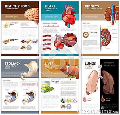 Internal human organs chart diagram infographic. Vector brochure template Vector Illustration