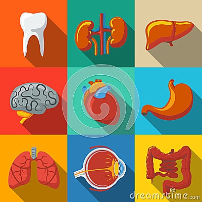 Internal human organs flat long shadow icons set Vector Illustration