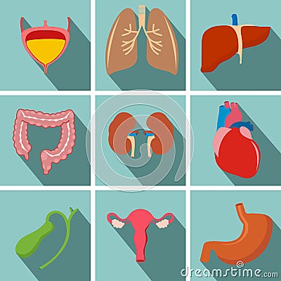 Internal human organs flat long shadow icons set with - heart, u Vector Illustration