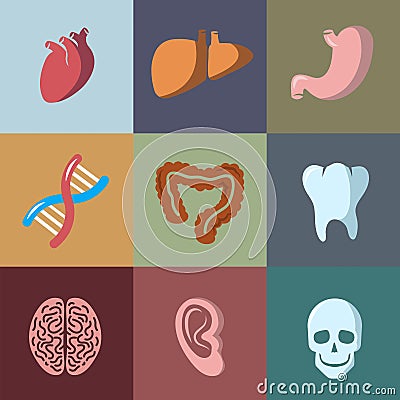 Internal human organs flat vector icons set Vector Illustration