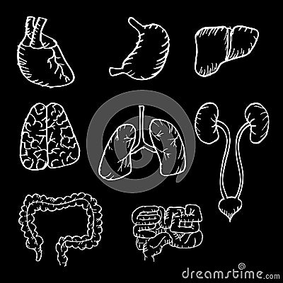 Internal human organs hand drawn icons set Stock Photo