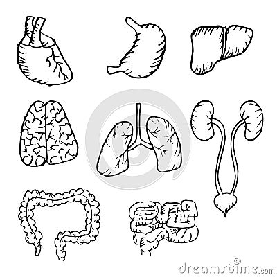 Internal human organs hand drawn icons set Stock Photo