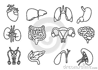 Internal human organs hand drawn icons set vector Vector Illustration