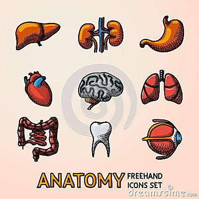 Internal human organs handdrawn icons set with - heart, brains, lungs, liver, kidneys, intestine, eye, teeth, stomach Vector Illustration