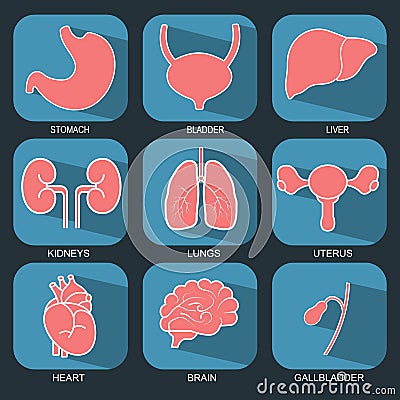 Internal human organs icons set in flat design style Vector Illustration