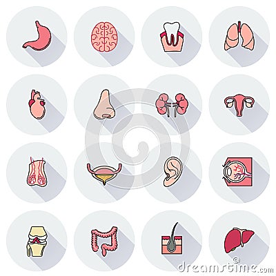 Internal human organs icons set Cartoon Illustration