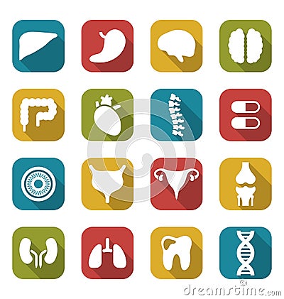 Internal Human Organs Vector Illustration