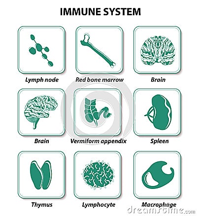 Internal human organs. Immune system Vector Illustration