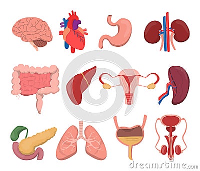 Internal human organs vector isolated. Medical images Stock Photo